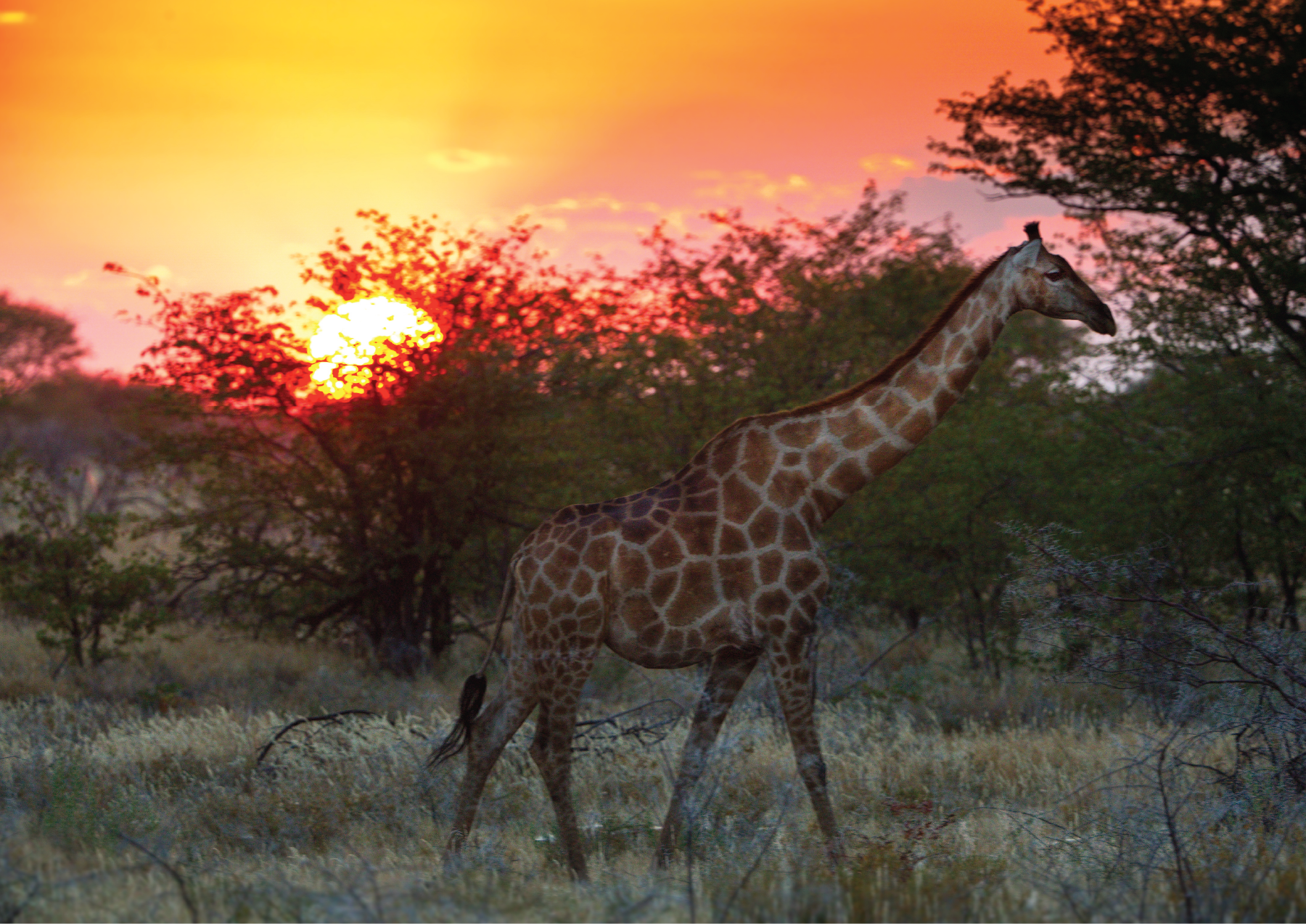 THE LIVING DESERT ZOO AND GARDENS